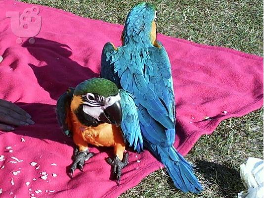 PoulaTo: Ζεύγος μπλε & χρυσό Macaws (μειωμένη τιμή)